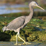 Aigrette sacrée