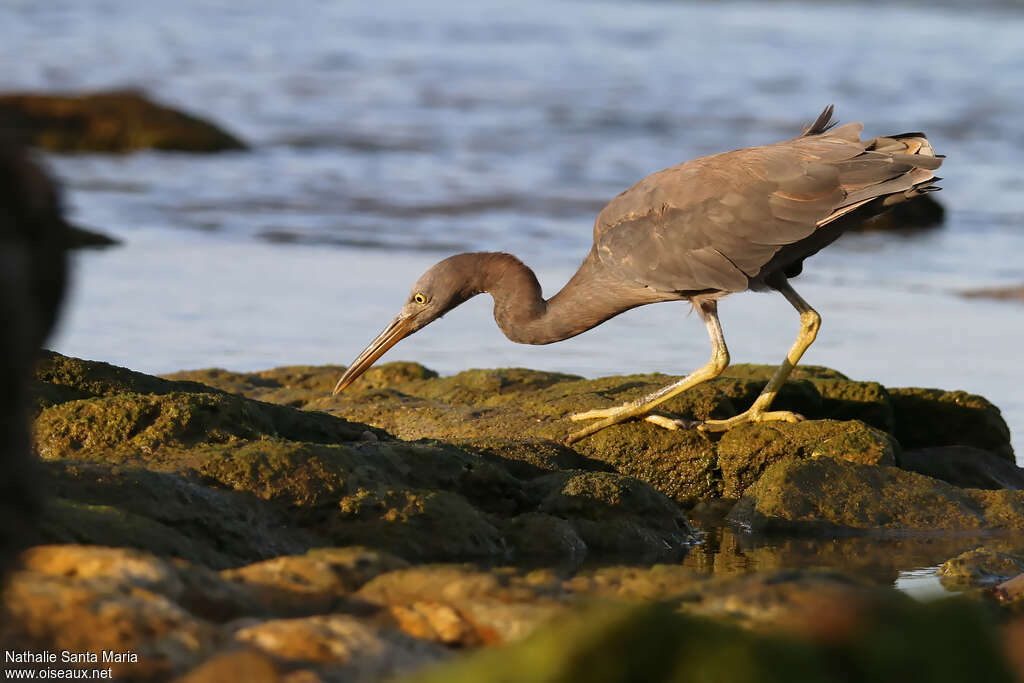 Aigrette sacréeimmature, pêche/chasse