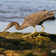 Pacific Reef Heron