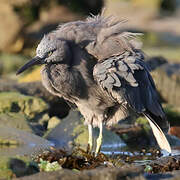 Pacific Reef Heron