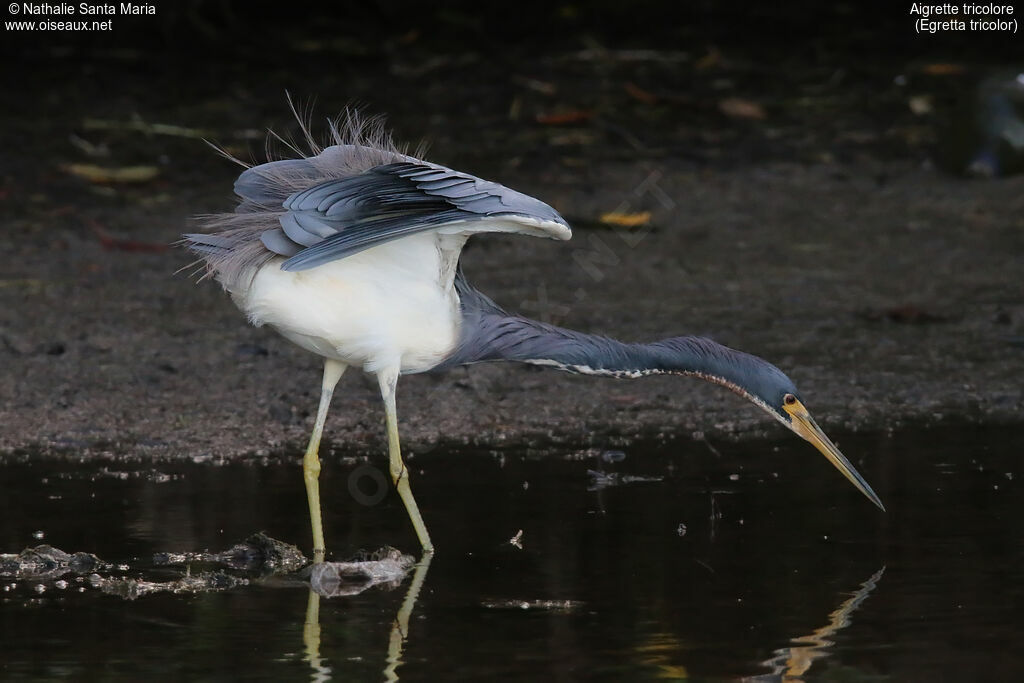 Aigrette tricoloreadulte, identification, pêche/chasse