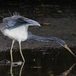 Aigrette tricolore