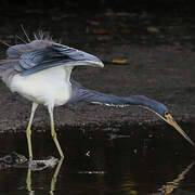 Tricolored Heron