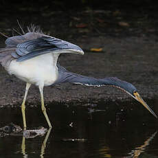 Aigrette tricolore