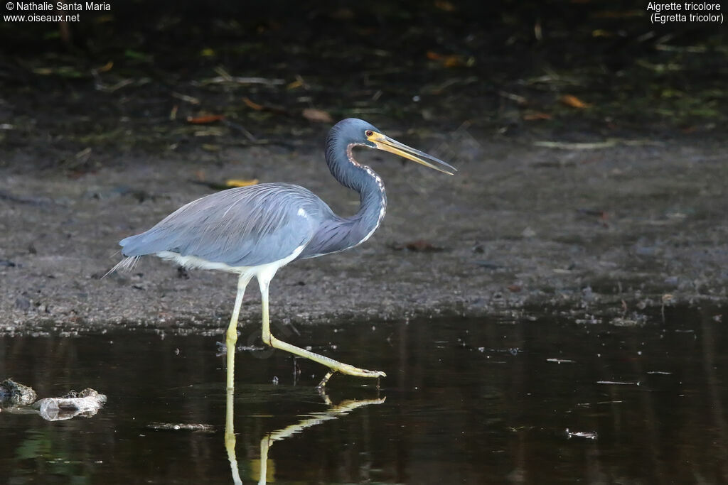 Tricolored Heronadult, identification, walking