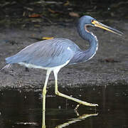 Tricolored Heron