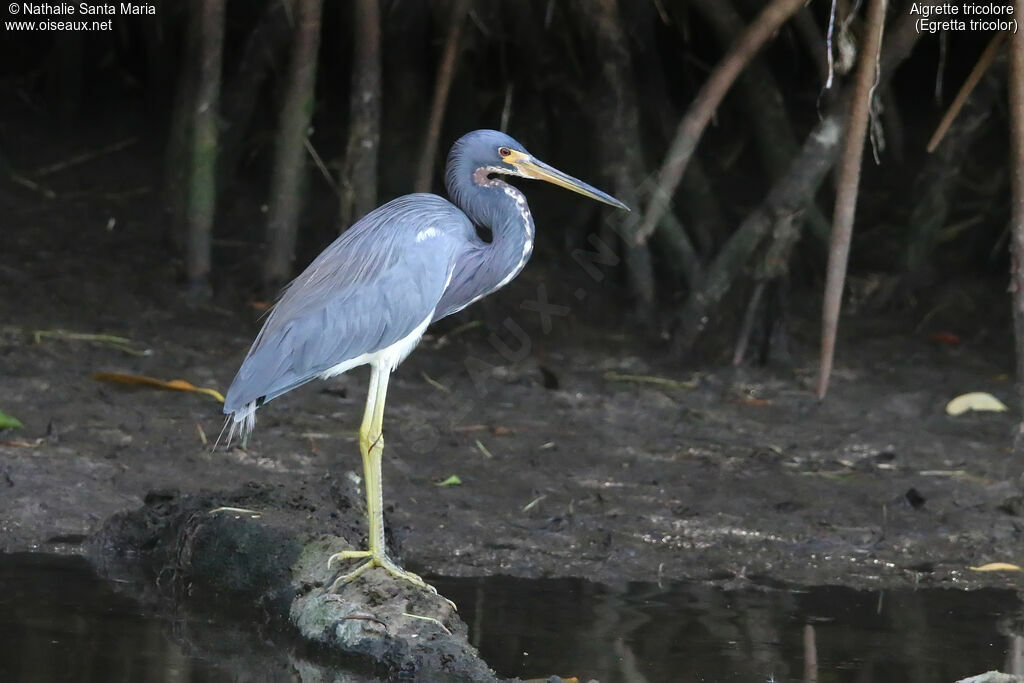 Aigrette tricoloreadulte, identification