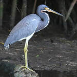 Aigrette tricolore