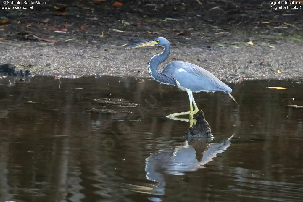 Tricolored Heronadult, identification, walking