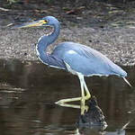 Aigrette tricolore