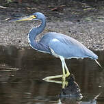 Aigrette tricolore