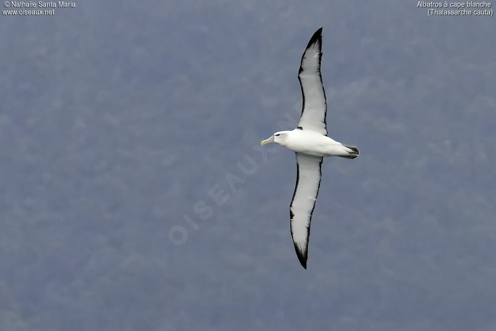 Albatros à cape blancheadulte, Vol