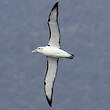 Albatros à cape blanche