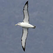 Shy Albatross