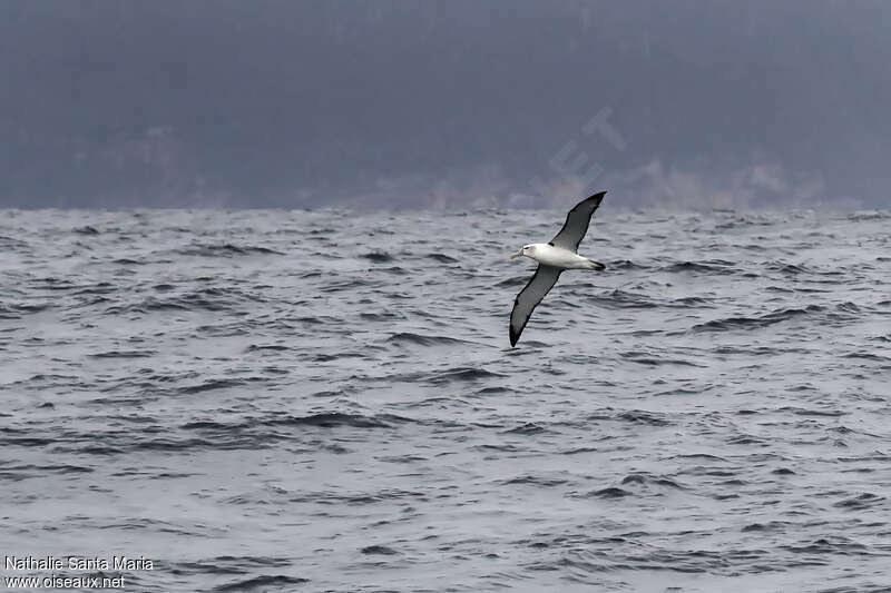 Shy Albatrossadult, habitat, Flight, Behaviour