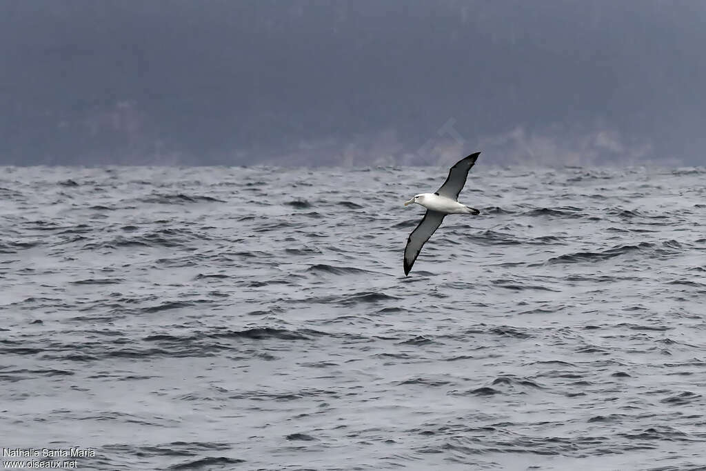 Shy Albatrossadult, habitat, Flight