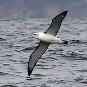 Albatros à cape blanche