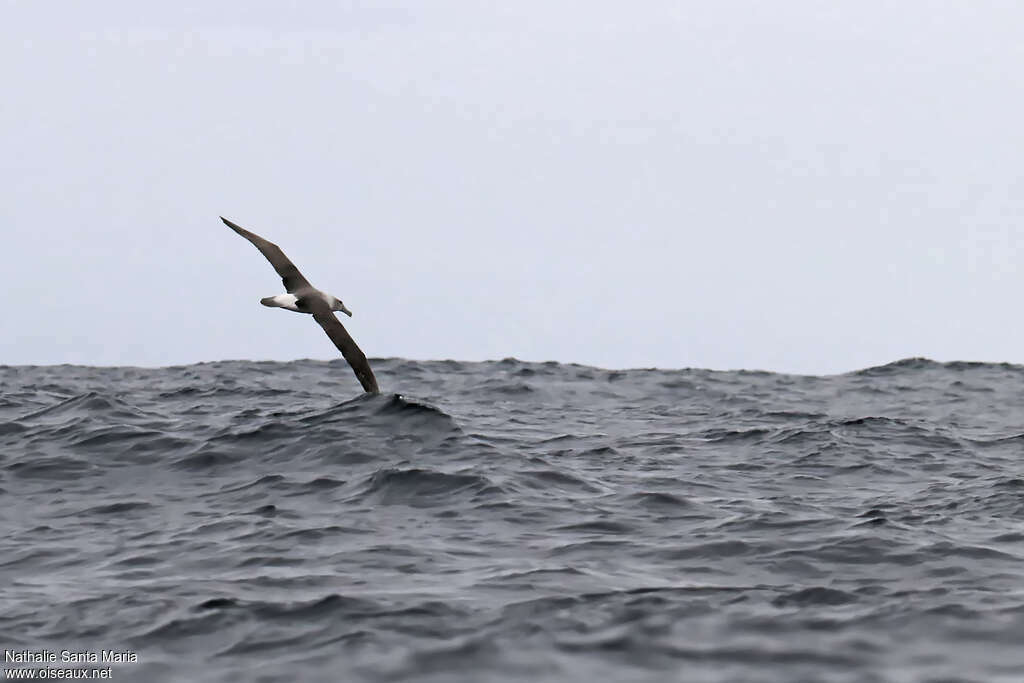 Shy Albatrossimmature, habitat, Flight