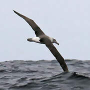 Albatros à cape blanche