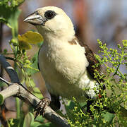 White-headed Buffalo Weaver