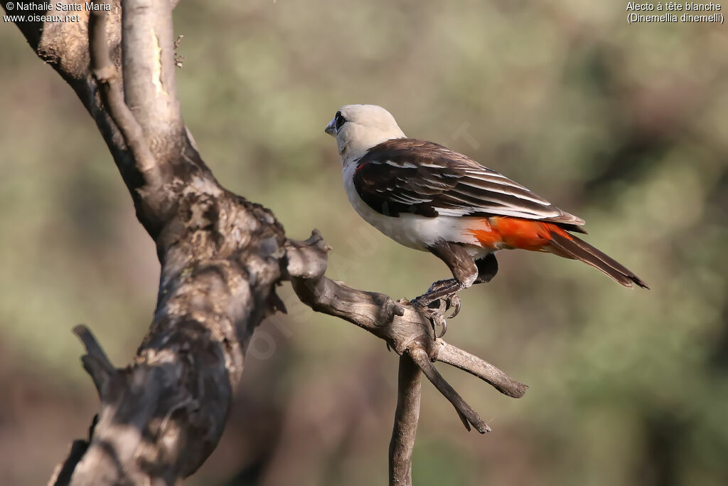 White-headed Buffalo Weaveradult, identification, habitat