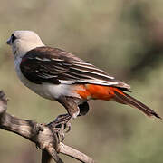 White-headed Buffalo Weaver