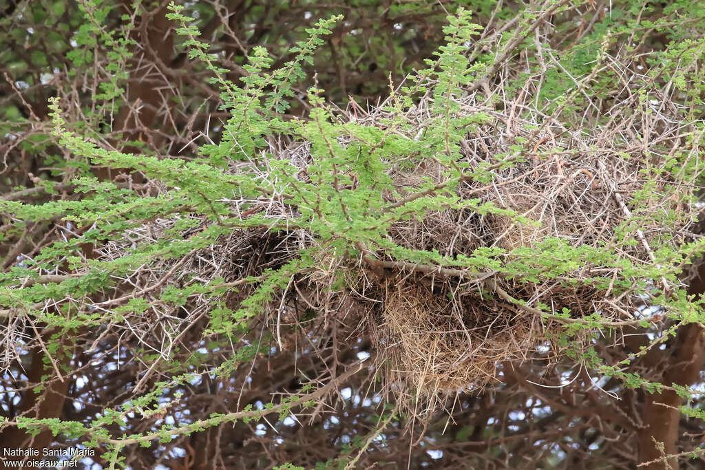 White-headed Buffalo Weaver, Reproduction-nesting