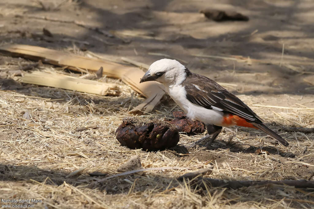 White-headed Buffalo Weaveradult, identification, habitat, clues