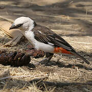 White-headed Buffalo Weaver