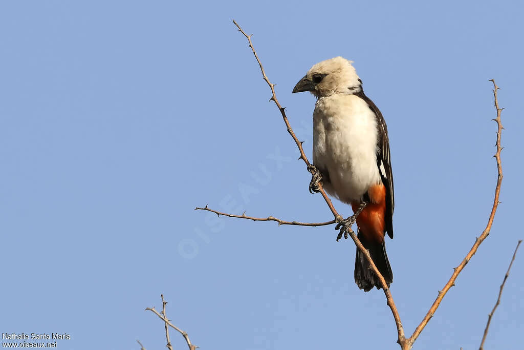 White-headed Buffalo Weaveradult, pigmentation