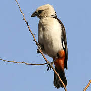 White-headed Buffalo Weaver