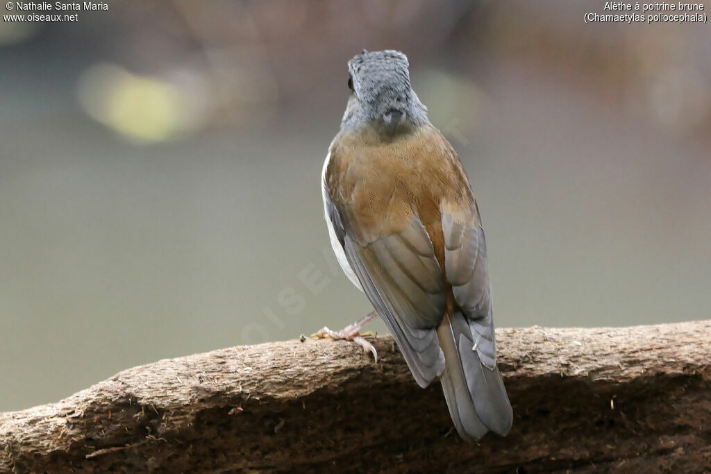 Brown-chested Aletheadult, identification, habitat, Behaviour