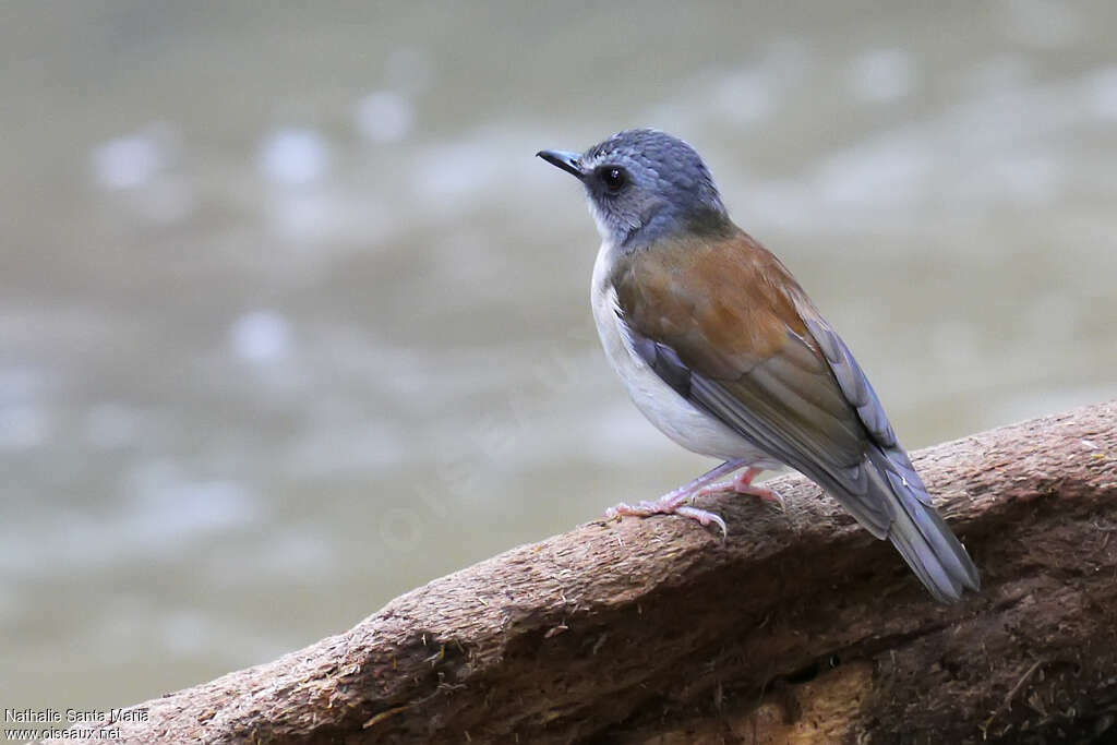 Alèthe à poitrine bruneadulte, identification, habitat