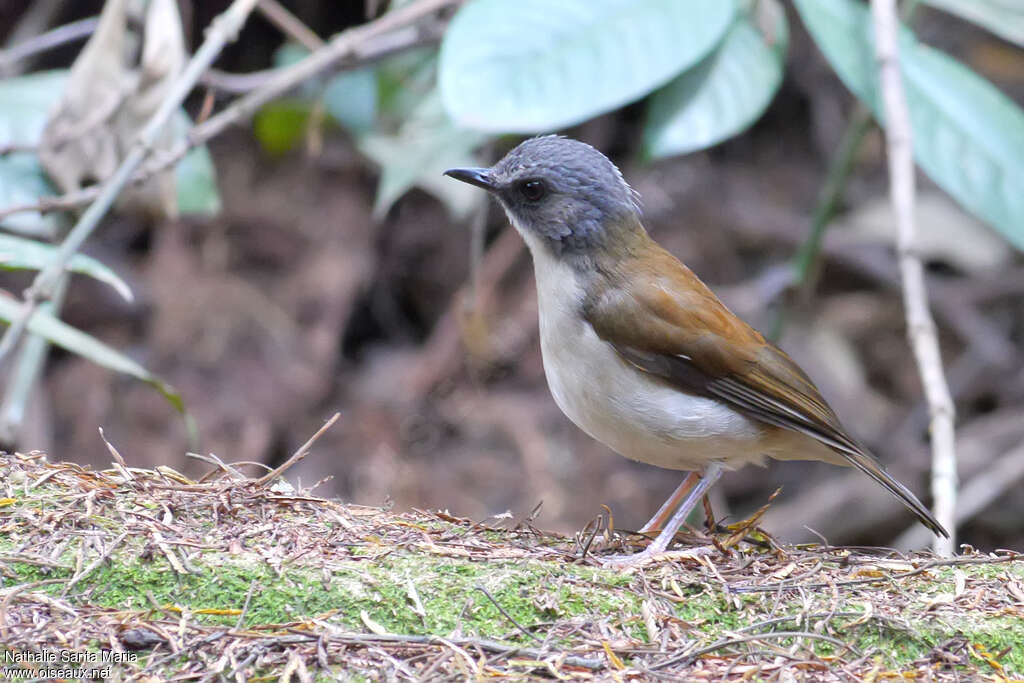 Alèthe à poitrine bruneadulte, identification