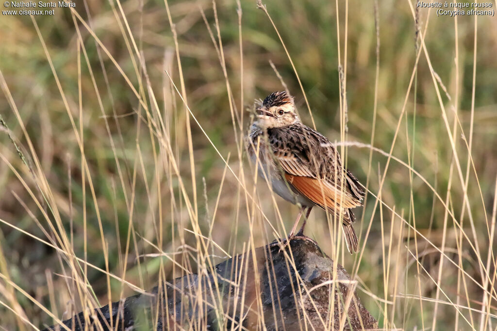 Rufous-naped Larkadult, habitat, song