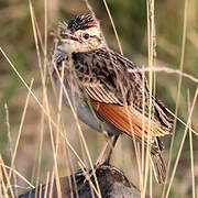 Rufous-naped Lark