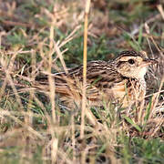 Rufous-naped Lark