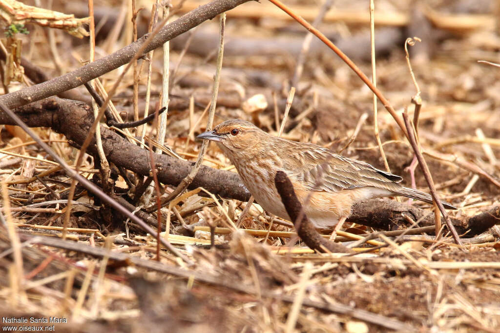 Pink-breasted Larkadult, camouflage, walking, Behaviour