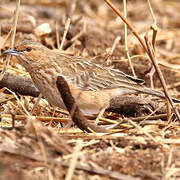 Pink-breasted Lark