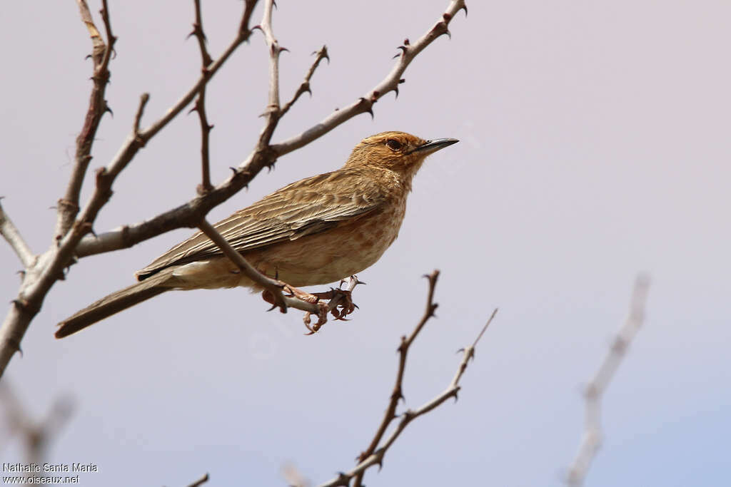 Pink-breasted Larkadult, identification, habitat