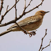 Pink-breasted Lark