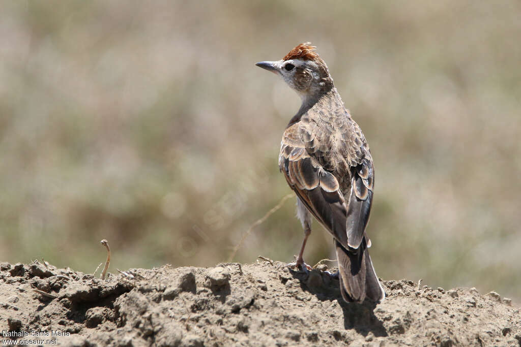 Red-capped Larkadult, identification, habitat, Behaviour