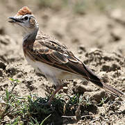 Red-capped Lark