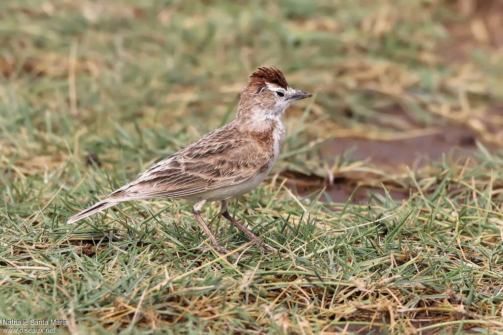 Red-capped Larkadult, identification, habitat, walking