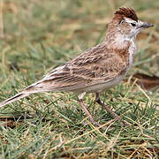 Red-capped Lark