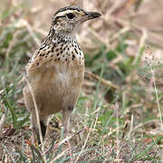 Sentinel Lark