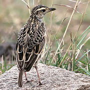 Sentinel Lark