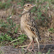 Sentinel Lark