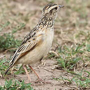 Sentinel Lark