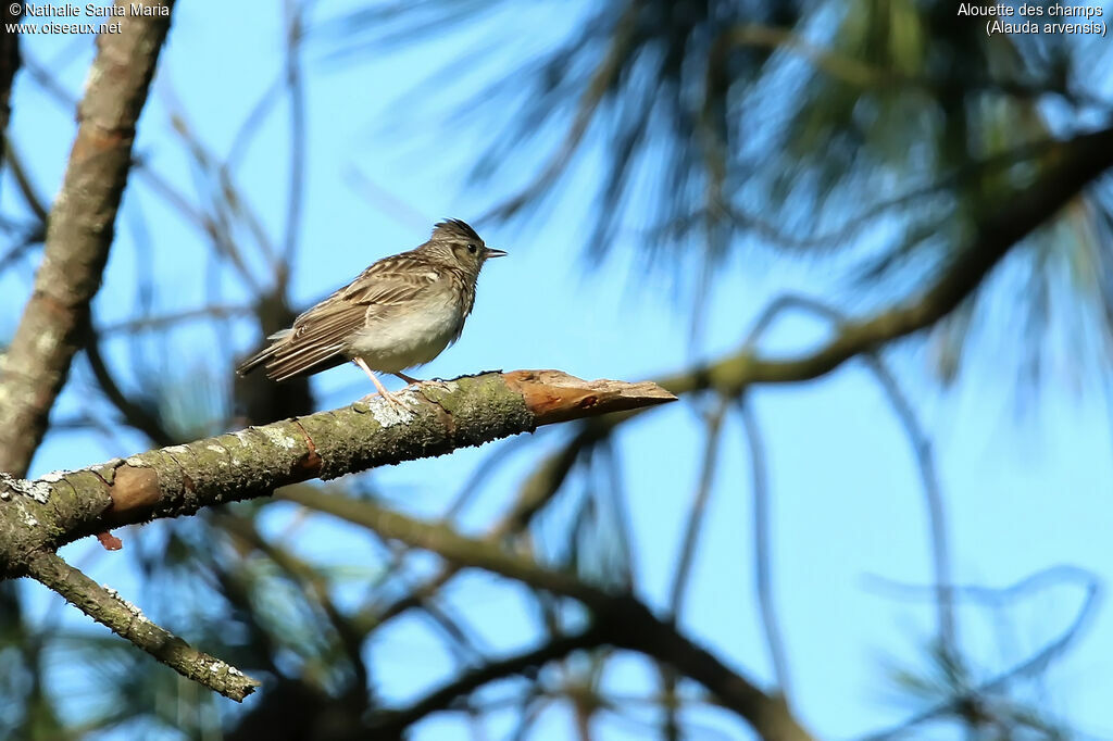 Alouette des champsjuvénile, identification